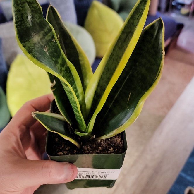 Photo of the plant species Emerald Star Snake Plant by @jkdykes named Sansevieria Emerald Star on Greg, the plant care app