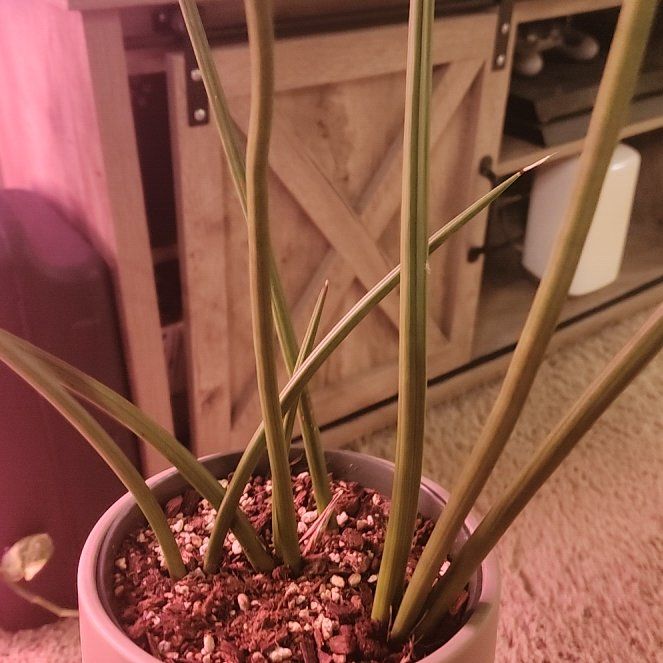 Photo of the plant species Sansevieria canaliculata by @jkdykes named Sansevieria Canniculata on Greg, the plant care app