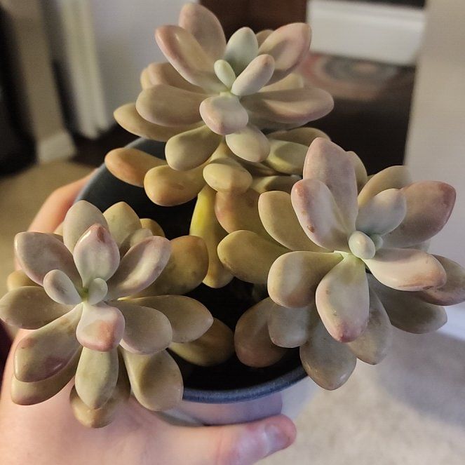 Photo of the plant species Lavender Pebbles by @jkdykes named Lavender Pebbles on Greg, the plant care app