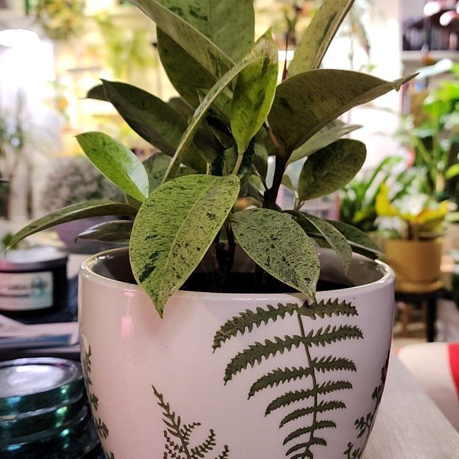 Photo of the plant species Ficus Shivereana Moonshine by @jkdykes named Ficus Shivereana Moonshine on Greg, the plant care app
