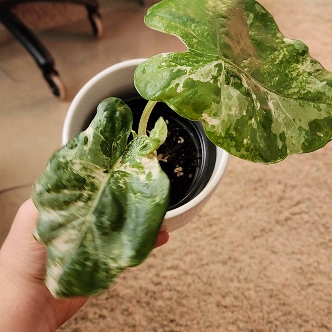 Photo of the plant species Alocasia Blizzard Elephants Ear by @jkdykes named Alocasia Blizzard on Greg, the plant care app