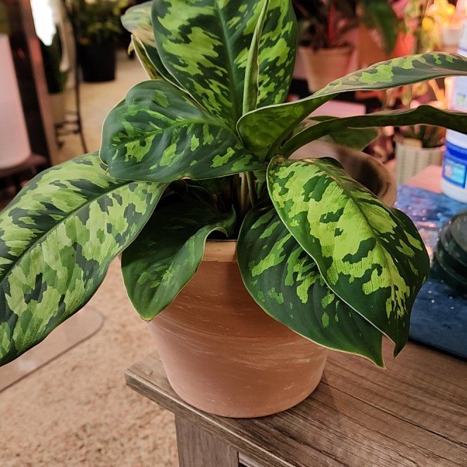 Photo of the plant species Camoflage by @jkdykes named Homalamena Camouflage on Greg, the plant care app
