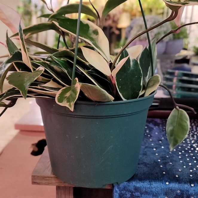 Photo of the plant species Hoya Tricolor by @jkdykes named Hoya Tricolor on Greg, the plant care app