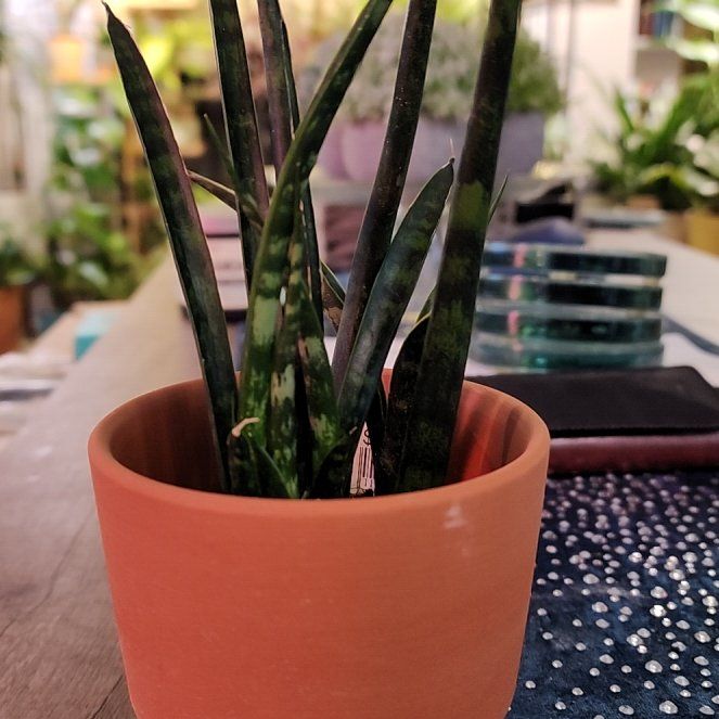 Photo of the plant species Sansevieria 'Fernwood Mikado' by @jkdykes named Sansevieria Fernwood Mikado 2 on Greg, the plant care app