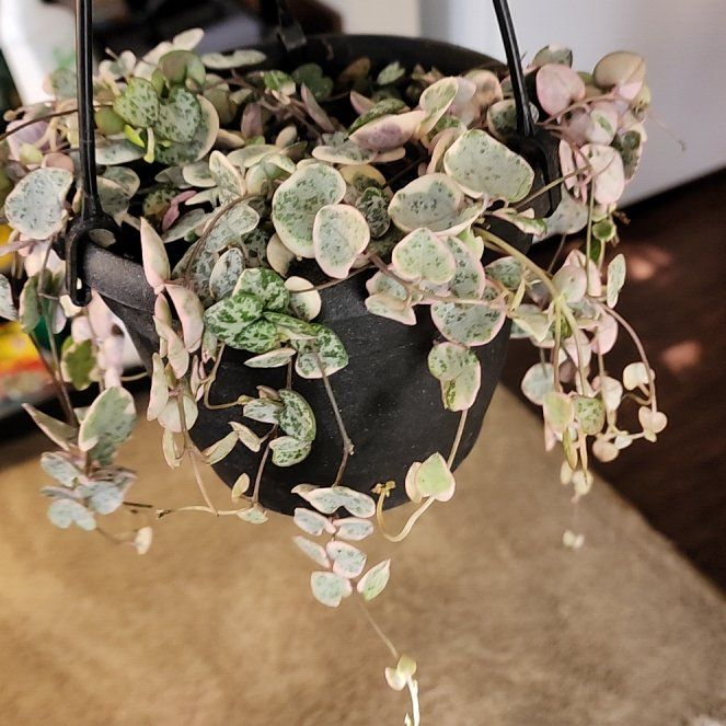 Photo of the plant species Ceropegia Woodii Variegata / String of Hearts Variegated by @jkdykes named String of Hearts Variegated on Greg, the plant care app
