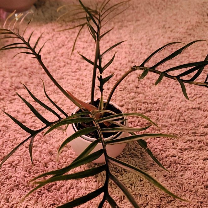 Photo of the plant species Philodendron tortum by @jkdykes named Philodendron Tortum on Greg, the plant care app