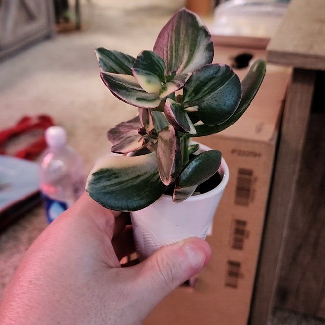 Photo of the plant species Variagated Jade Plant by @jkdykes named Varigated Jade Plant 2 on Greg, the plant care app