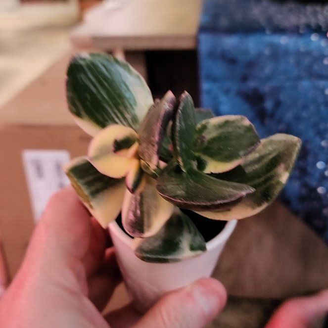 Photo of the plant species Variagated Jade Plant by @jkdykes named Varigated Jade Plant 1 on Greg, the plant care app