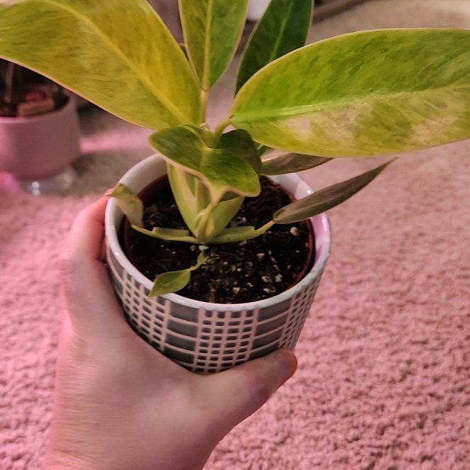 Photo of the plant species Philodendron Calkins Gold by @jkdykes named Philodendron Calkins Gold on Greg, the plant care app