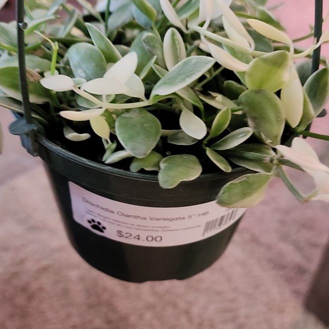 Photo of the plant species Dischidia oinatha by @jkdykes named Dischidia Oiantha Variegata on Greg, the plant care app
