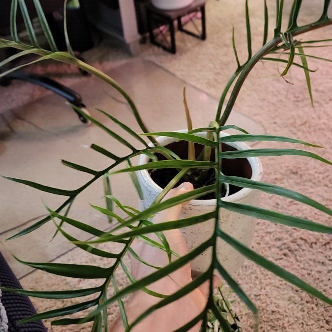Photo of the plant species Philodendron tortum by @jkdykes named Philodendron Tortum 2 on Greg, the plant care app