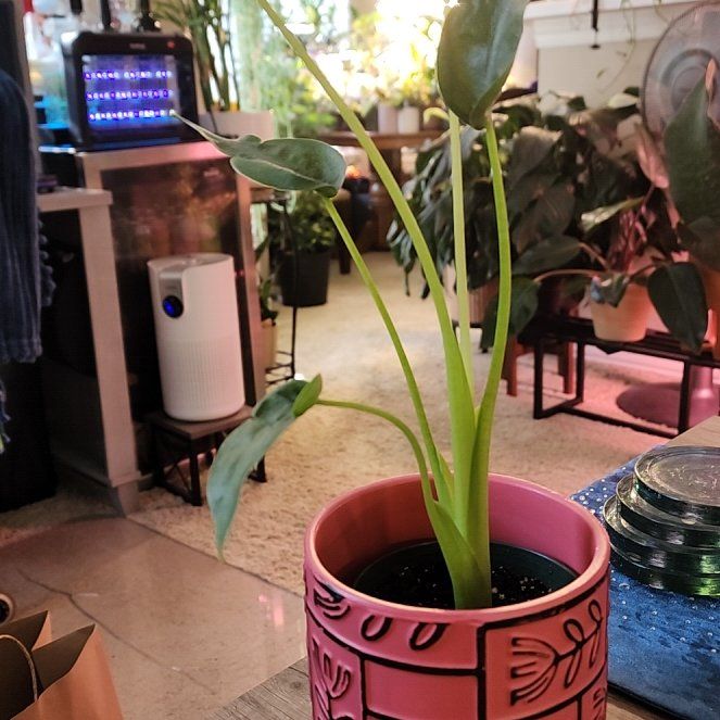 Photo of the plant species Tiny Dancer by @jkdykes named Alocasia Tiny Dancer on Greg, the plant care app