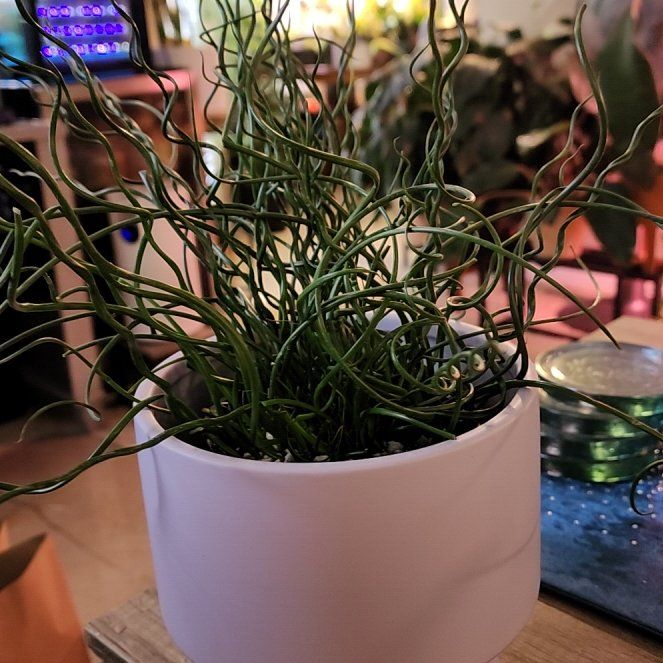 Photo of the plant species Corkscrew Rush by @jkdykes named Curly Wurly Corkscrew Rush on Greg, the plant care app