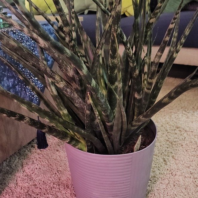Photo of the plant species Sansevieria 'Fernwood Mikado' by @jkdykes named Sansevieria Fernwood Mikado 3 on Greg, the plant care app
