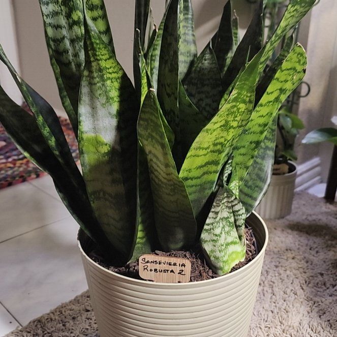 Photo of the plant species Sansevieria Robusta by @jkdykes named Sansevieria Robusta 2 on Greg, the plant care app