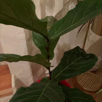 Fiddle Leaf Fig plant in Irving, Texas