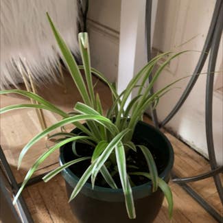 Spider Plant plant in Irving, Texas