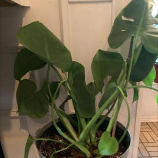 Monstera plant in Irving, Texas