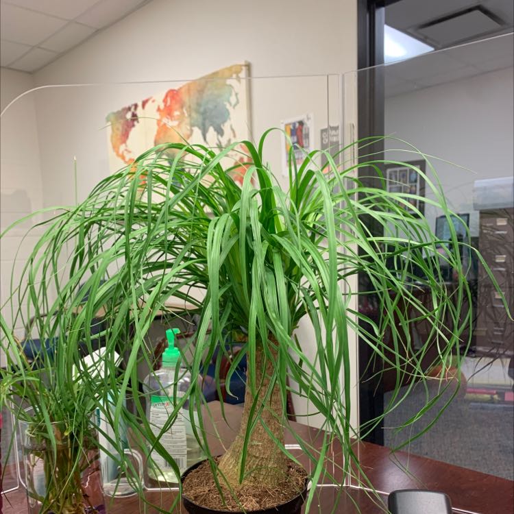 Photo of the plant species Ponytail Palm by Nora named Your plant on Greg, the plant care app