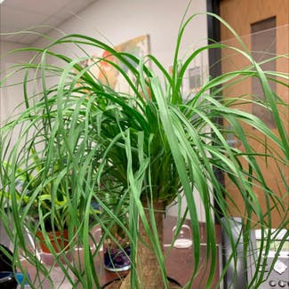 Ponytail Palm plant in Irving, Texas