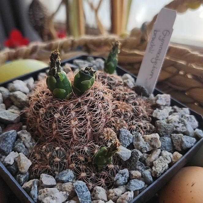 Photo of the plant species Bruch's Chin Cactus by @AceRedlog23 named Zion on Greg, the plant care app
