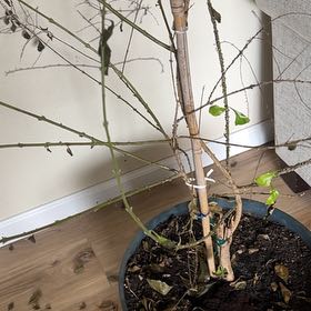 Photo of the plant species Duranta 'Album' by @YeveBlackhaw45 named Curie on Greg, the plant care app