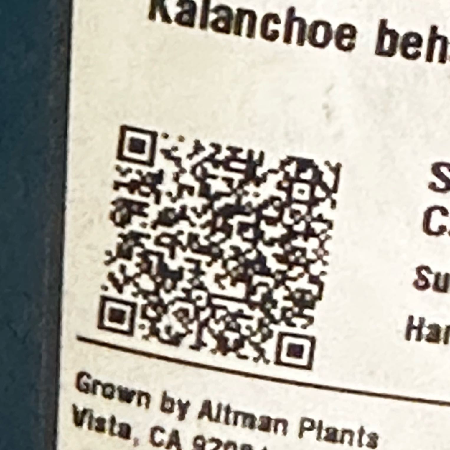 Photo of the plant species American Pondweed by @GrandeeEndive named Mochi on Greg, the plant care app