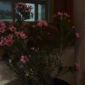 Photo of the plant species Geraldton Wax by @ChosenLimetuff named Keanu Leaves on Greg, the plant care app