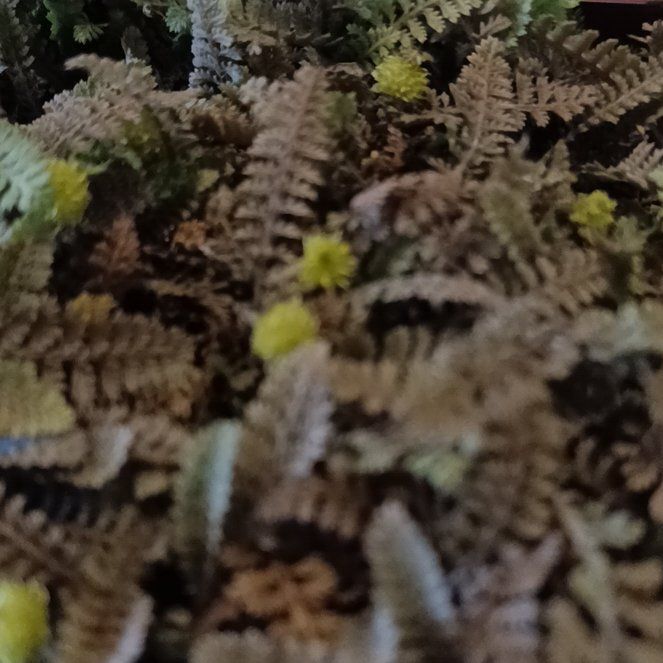 Photo of the plant species Brass Buttons by @WillBittersweet named Keanu Leaves on Greg, the plant care app