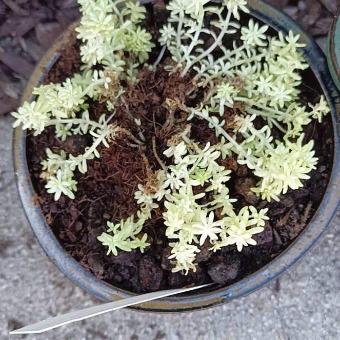 Photo of the plant species Sedum japonicum 'Tokyo Sun' by @WillBittersweet named Peter Parker on Greg, the plant care app