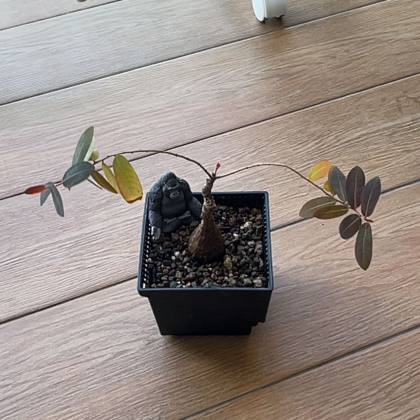 Photo of the plant species Phyllanthus mirabilis by @WillItalianarum named Lavender on Greg, the plant care app