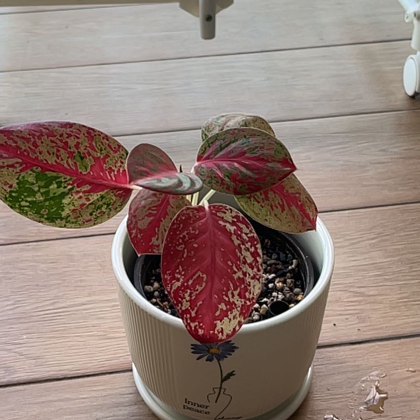 Photo of the plant species Chinese Evergreen by @WillItalianarum named Bella on Greg, the plant care app