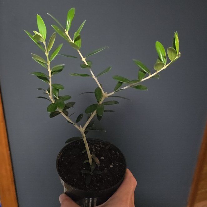 Photo of the plant species Olive Tree by @TutorClusia88 named Ollie on Greg, the plant care app