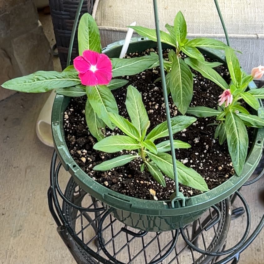Photo of the plant species Cora® XDR Vinca by @YesAvocado28 named Gaga on Greg, the plant care app
