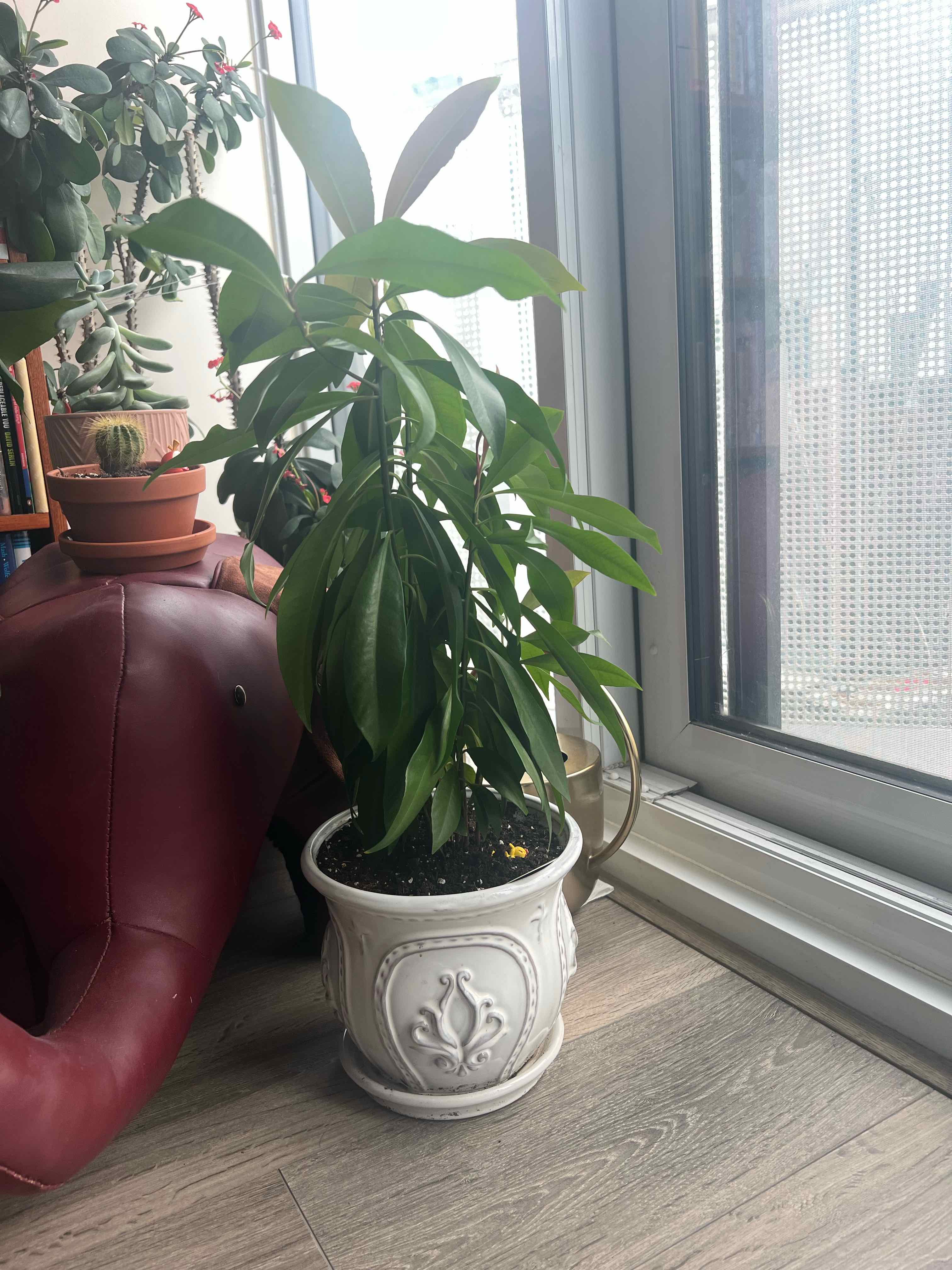 Photo of the plant species Low Shoebutton by @Plantgay named Oxford on Greg, the plant care app