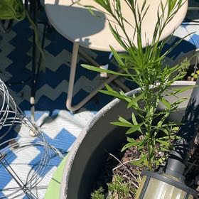 Photo of the plant species Oleander by @EquippedPigfern named Denali on Greg, the plant care app