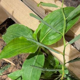 Photo of the plant species Erect Dayflower by @BiggestQuincula named Prince on Greg, the plant care app