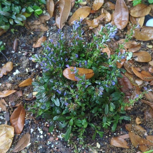 Photo of the plant species Chocolate Chip Ajuga by @TotalMaypop19 named Doja Cat on Greg, the plant care app