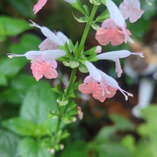 Photo of the plant species Gaura 'SteffiTM' by @TotalMaypop19 named Bigleef Smalls on Greg, the plant care app