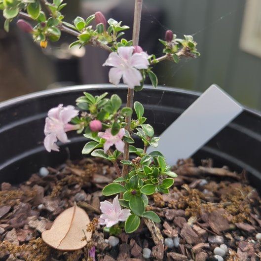 Photo of the plant species Pink Mountain Serissa by @TotalMaypop19 named Wall-E on Greg, the plant care app