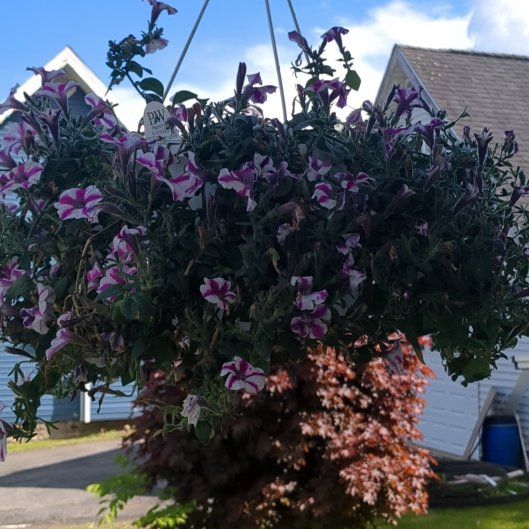 Photo of the plant species Lovie Dovie Supertunia by @brandshe named Elliette on Greg, the plant care app