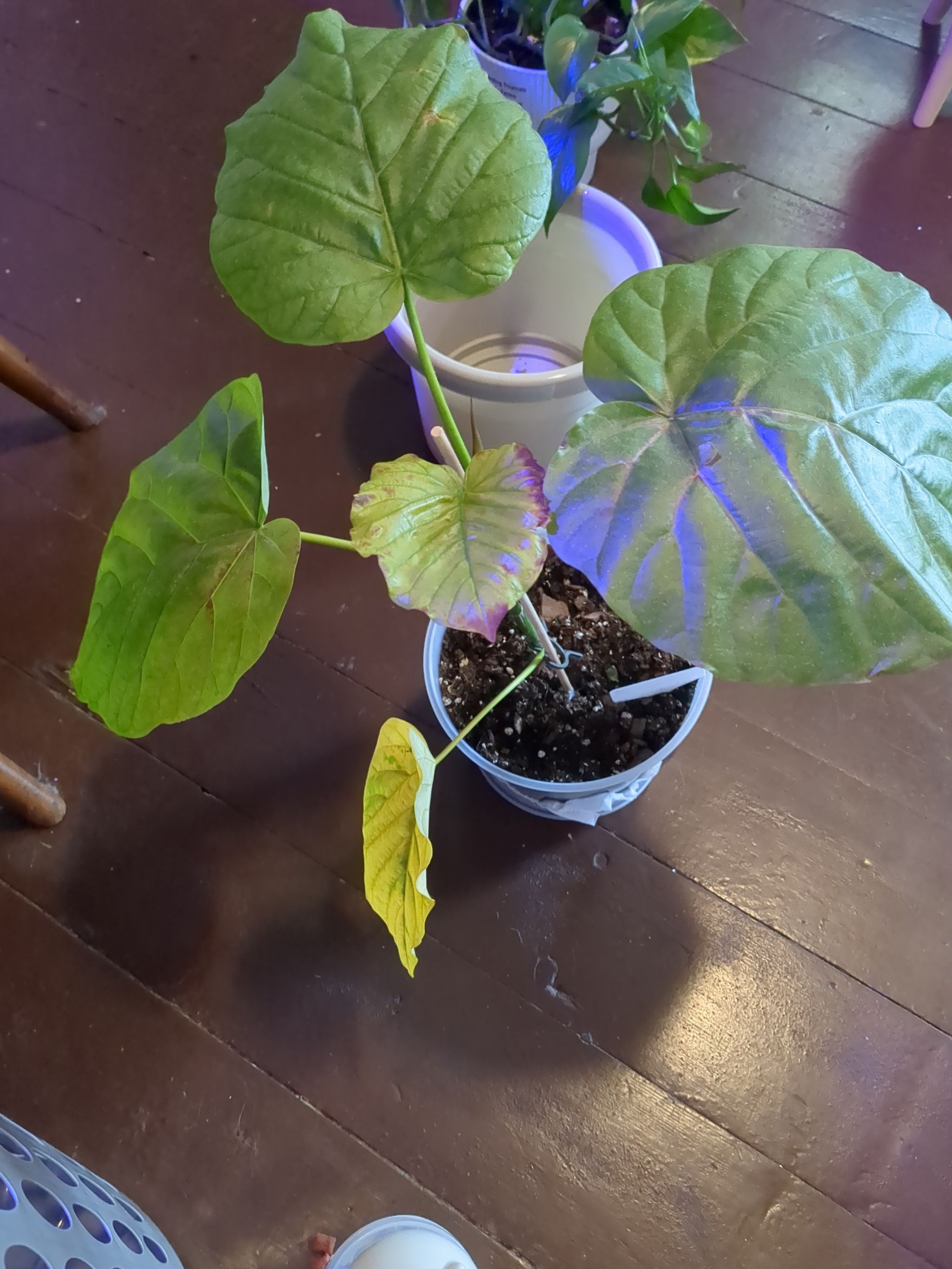 String of Frogs Care 101: Water, Light & Growing Tips