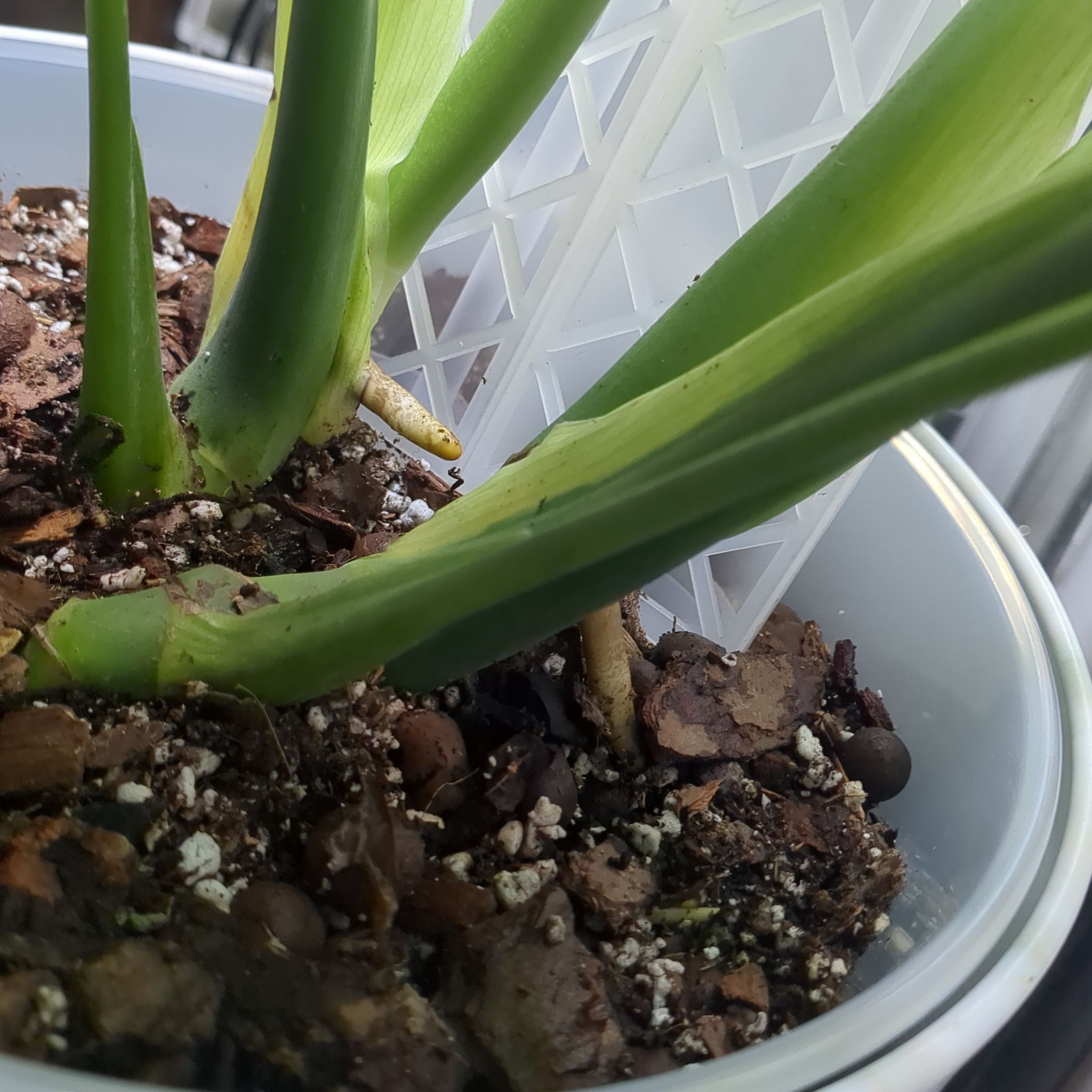 Photo of the plant species Monstera Borsigiana by @brandshe named Oscar on Greg, the plant care app