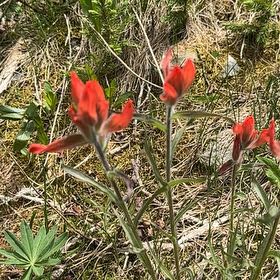 Photo of the plant species Texas Paintbrush by @DeftBowmansroot named Lavender on Greg, the plant care app