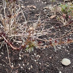 Photo of the plant species Paradise Plant by @MagicalBlue60 named Sanders on Greg, the plant care app