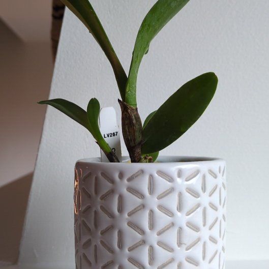 Plant care for Potinara 'Aloha Mishima' on Greg, the plant care app
