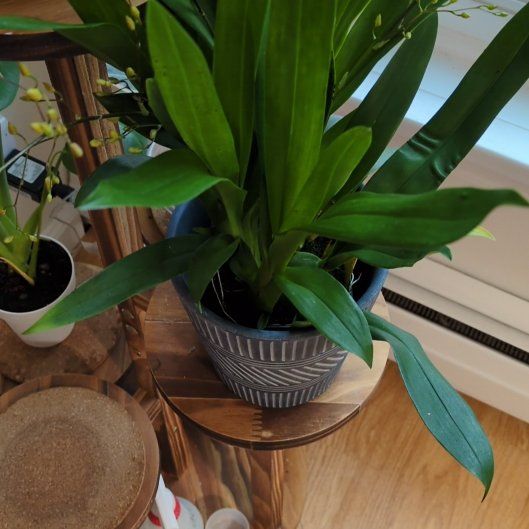 Photo of the plant species Tsiku Marguerite Orchid by @MuscularFicus named Marguerite on Greg, the plant care app