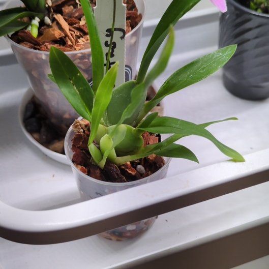 Photo of the plant species 'Fantasy' by @MuscularFicus named Fantasia on Greg, the plant care app