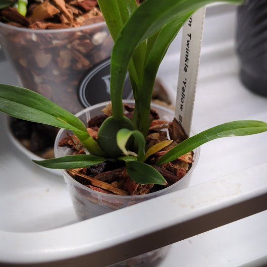 Photo of the plant species Oncidium Twinkle by @MuscularFicus named Birdie on Greg, the plant care app