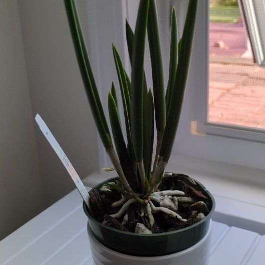Photo of the plant species Brassavola Little Stars by @MuscularFicus named Brassy on Greg, the plant care app